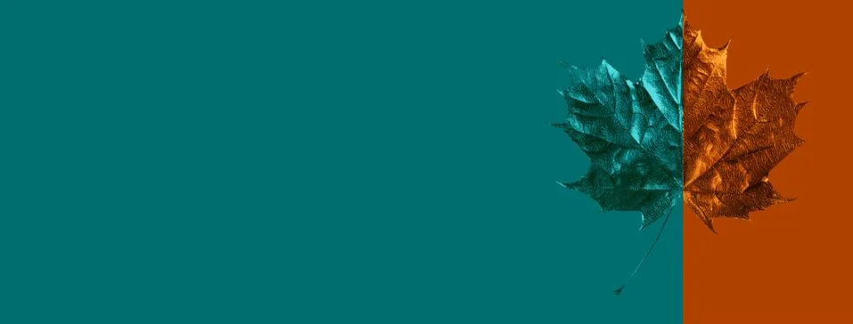 Composition of maple leaf on colored background Stockfoto's