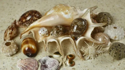 Composition on the marine theme. Flat lay, pile of sea shells on a light Stock Footage 222686321