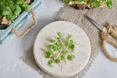 Composition with micro-greenery. Close-up of cut mustard grass. Vegetarian diet Stock Photos