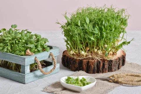 Composition with micro greenery. Seedlings of peas, mustard. Vegetarian diet and 库存照片