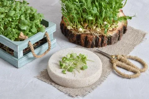 Composition with micro greenery. Seedlings of peas, mustard. Vegetarian diet and Stock Photos
