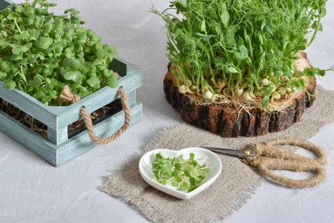 Composition with micro greenery. Seedlings of peas, mustard. Vegetarian diet and Stock Photos