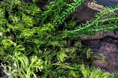 Composition of Moss on Brown Pine Bark Background Surface Foto stock