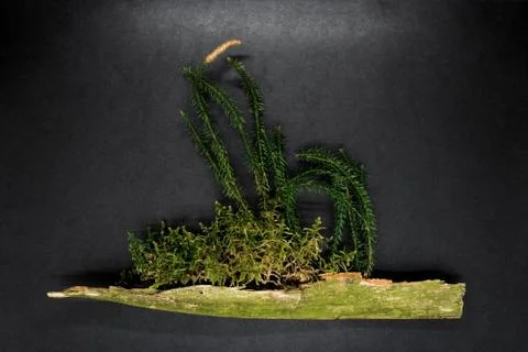 Composition of Moss Growing from Old Tree Branch Stock Photos