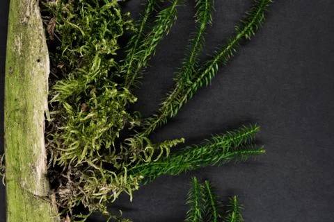 Composition of Moss Growing from Old Tree Branch Stock Photos