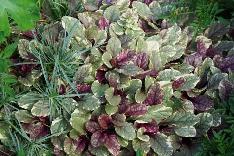 Composition from multi-colored leaves of soil plants Hypoestes and carnations Stock Photos