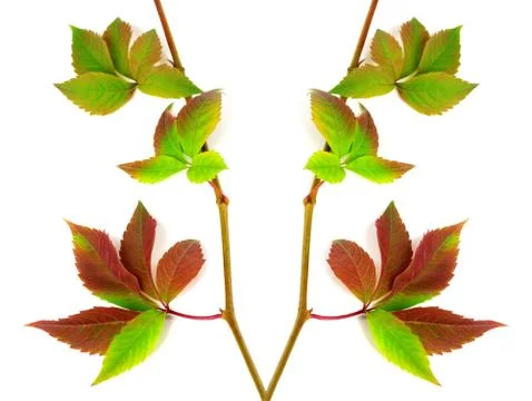 Composition of multicolor twigs grapes leaves Stock Photos