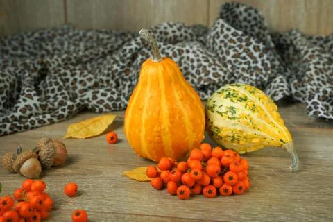 Composition of natural small decorative pumpkins. autumn still life Stock Photos