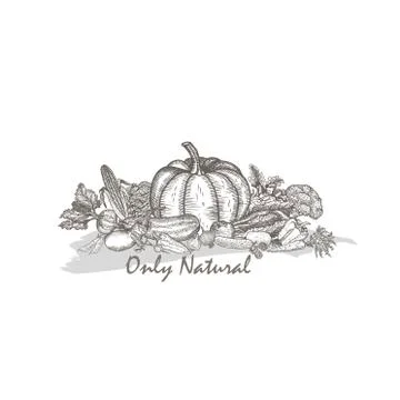 The composition of natural vegetables. Graphic vector. Stock Illustration