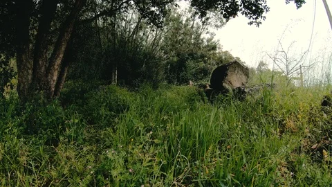 COMPOSITION NATURE BRANCH Stock Footage 90132958