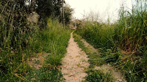 COMPOSITION NATURE PATH GRASS SKY Stock Footage 90133009
