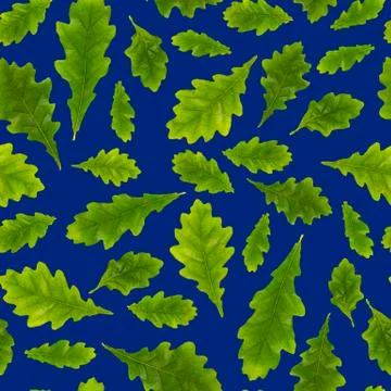 Composition of oak leaves of different size on a dark blue background, isolat Stock Photos