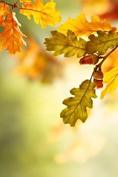 Composition with oak tree branch with yellow and green leaves and acorns. C.. Stock Photos