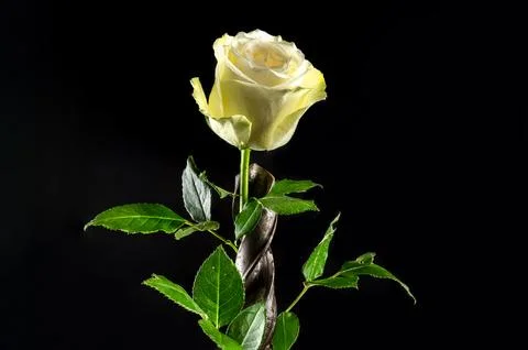 Composition with old rusty drill bit and white rose 库存照片