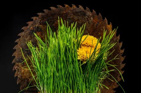 Composition with old rusty saw and green grass Foto stock
