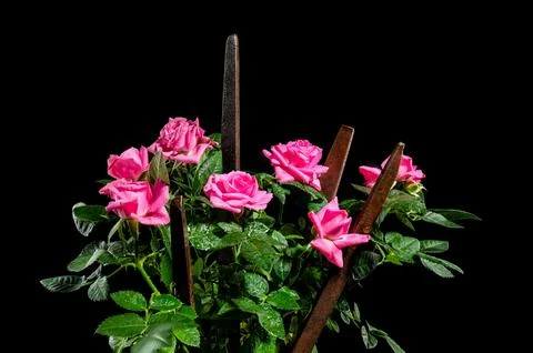 Composition with old rusty work file and pink roses Foto stock