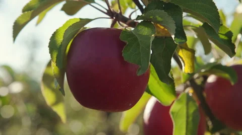 Composition with one ripe red apples, bunches of fresh, close-up - dolly motion Stock-Footage 56598477