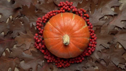 Composition of orange pumpkin, rowan berries and autumn leaves. Autumn still Stock Footage 142021818