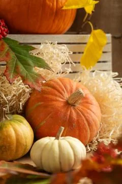 Composition of orange pumpkin, rowan berries and autumn leaves. Halloween hol Stock Photos