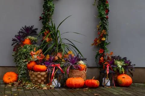 Composition of orange pumpkins and plants Stock Photos