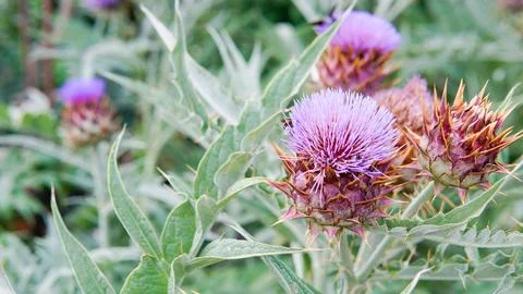 Composition order space flat copy cynara dry violet decorative blossom daylight Stock Photos