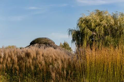 A composition of pampas grasses. Foto stock