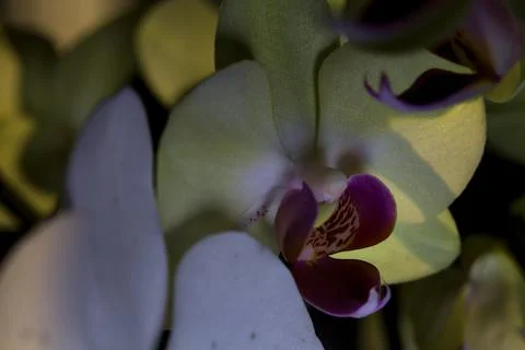 Composition with phalaenopsis orchids in bloom of various colors Stock Photos