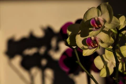 Composition with phalaenopsis orchids in bloom of various colors Stock Photos