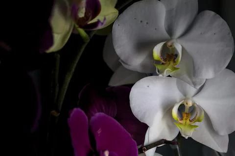 Composition with phalaenopsis orchids in bloom of various colors Stock Photos