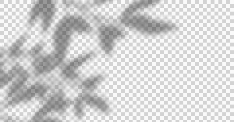 Composition of plant shadows moving over checked transparent background Ilustração Stock