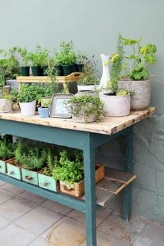 Composition of plants on a wooden table Stock Photos