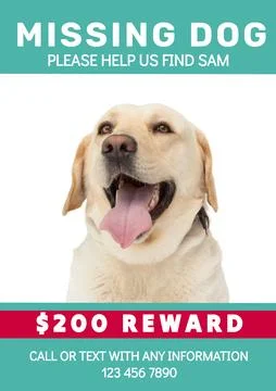 Composition of poster with missing dog text over dog on green background Fotos de archivo