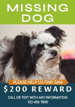 Composition of poster with missing dog text over dog on green background Fotos de archivo