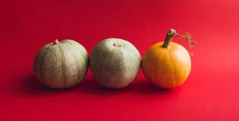 Composition of pumpkin on a red background. The concept of thanksgiving and H Foto stock