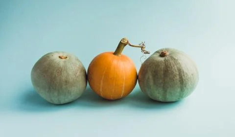 Composition of pumpkin on a red background. The concept of thanksgiving and H Stock Photos