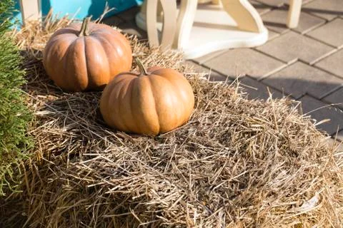 Composition with pumpkins. Stock Photos