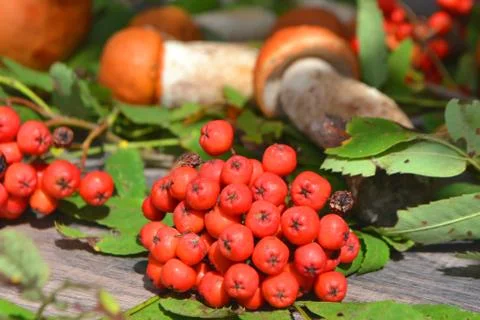 Composition of red capped scaber stalk mushroom Leccinum, orange cap boletus Stock Photos