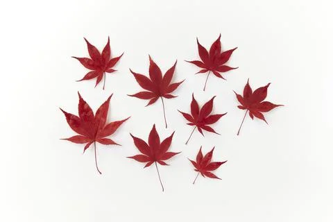 Composition of red decorative beautiful maple leaves on white background. Stock Photos