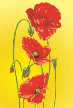 Composition with red poppies, Stock Illustration