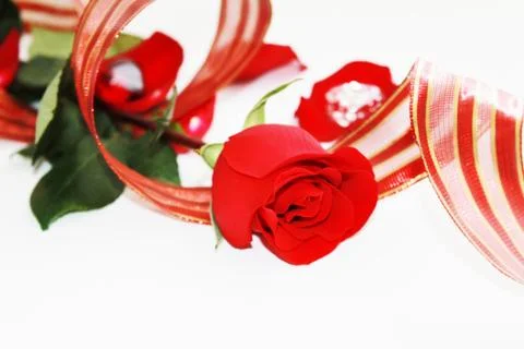 Composition with red rose and red ribbon isolated Stock Photos