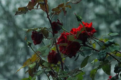 Composition of red roses with drizzle with copy space Stock Photos