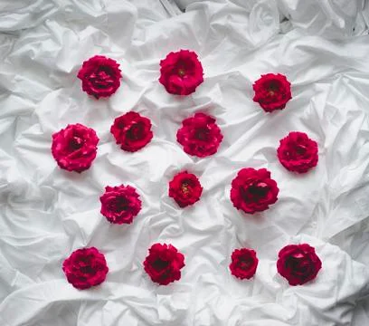 Composition of red roses on a white background Stock Photos