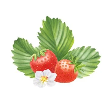 Composition of ripe strawberries on white background. Watercolor illustration. Stock Illustration