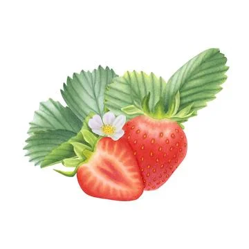 Composition of ripe strawberries on white background. Watercolor illustration. Stock Illustration