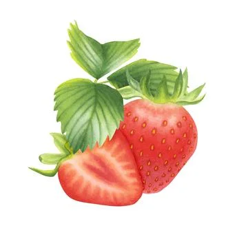 Composition of ripe strawberries on white background. Watercolor illustration. Stock Illustration