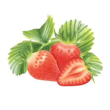 Composition of ripe strawberries on white background. Watercolor illustration. Stock Illustration