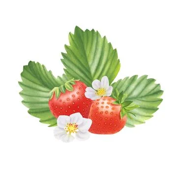Composition of ripe strawberries on white background. Watercolor illustration. Stock Illustration