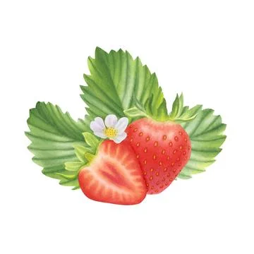 Composition of ripe strawberries on white background. Watercolor illustration. Stock Illustration