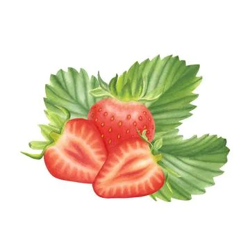 Composition of ripe strawberries on white background. Watercolor illustration. Stock Illustration