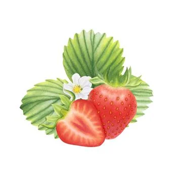 Composition of ripe strawberries on white background. Watercolor illustration. Stock Illustration